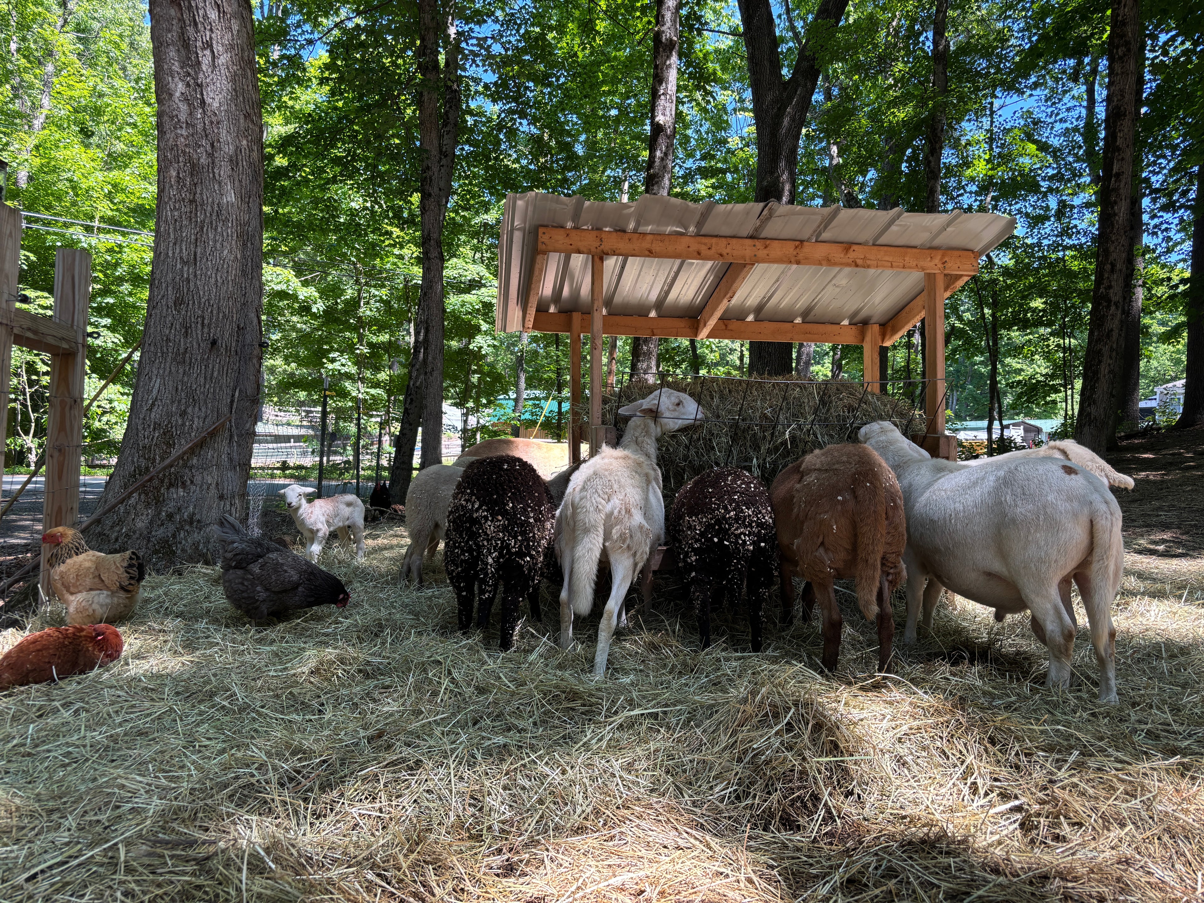 hay trough with sheep and chickens around it