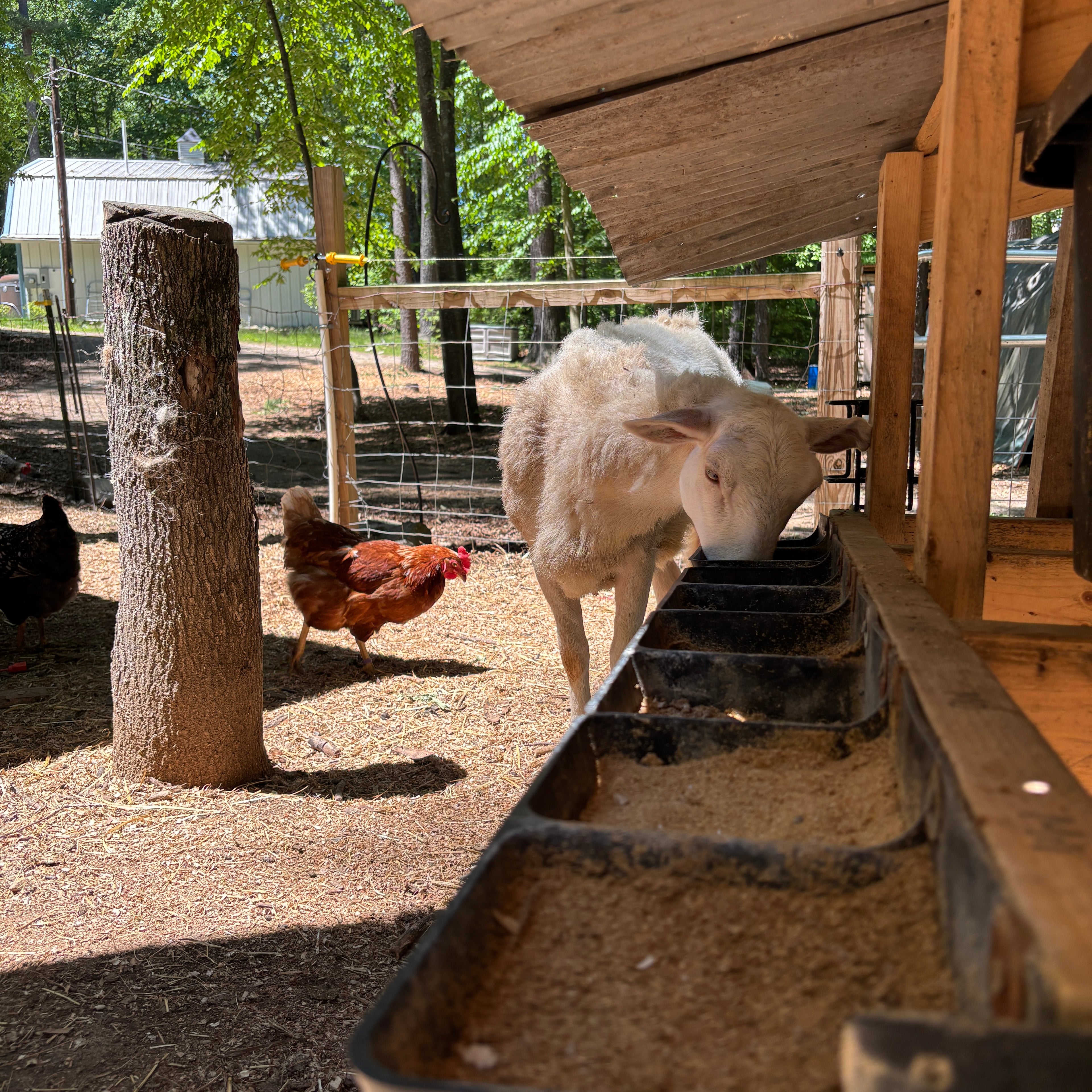 Bailey the Katahdin sheep enjoying loose minerals at the mobile mineral buffet cart on Bear Creek Homestead