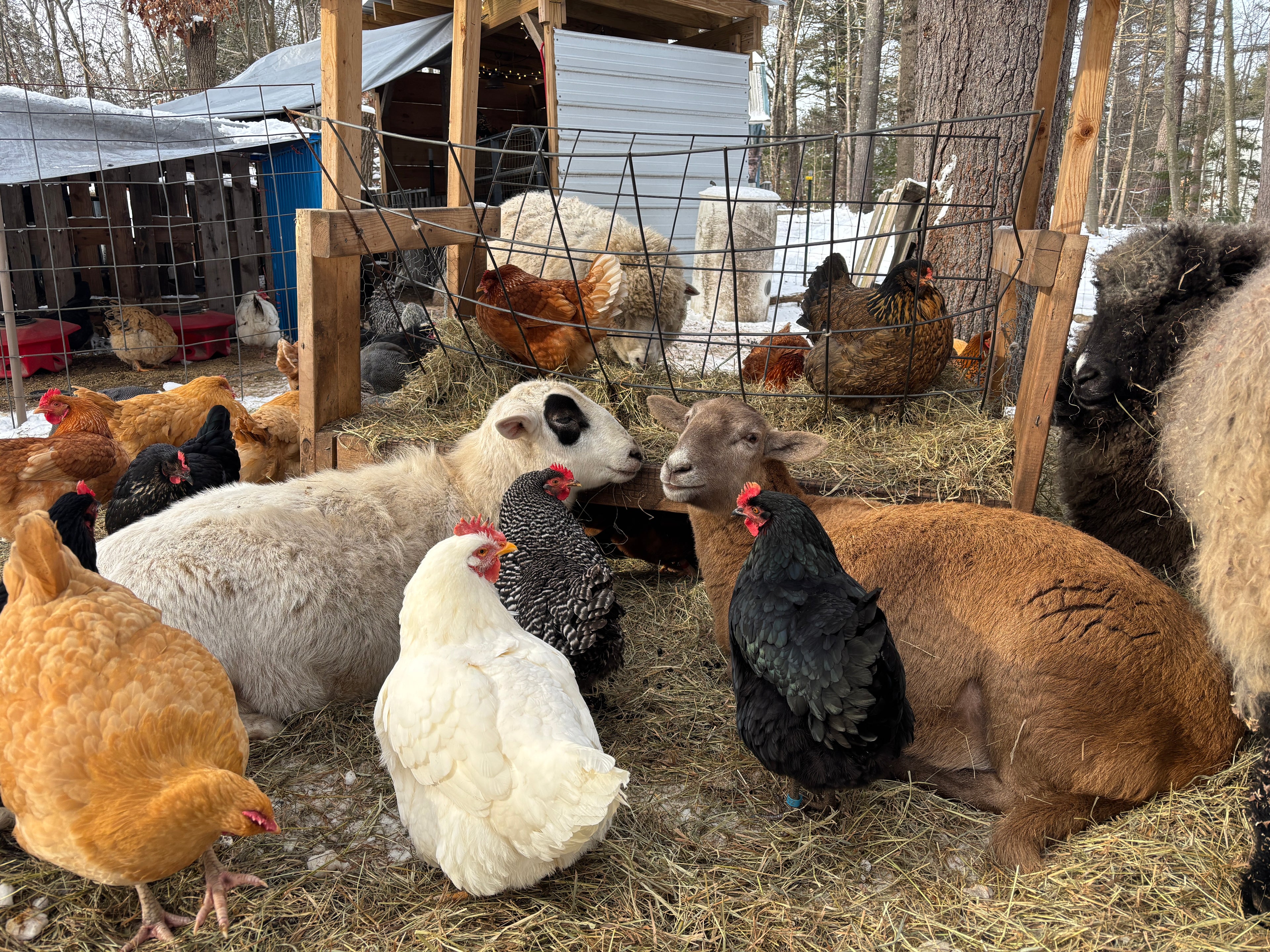 happy sheep and chickens enjoying a winter day